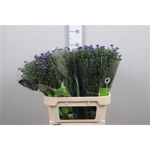 Aster N-B 'Teeny Tiny '