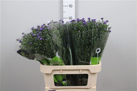 <h4>Aster N-B 'Teeny Tiny '</h4>