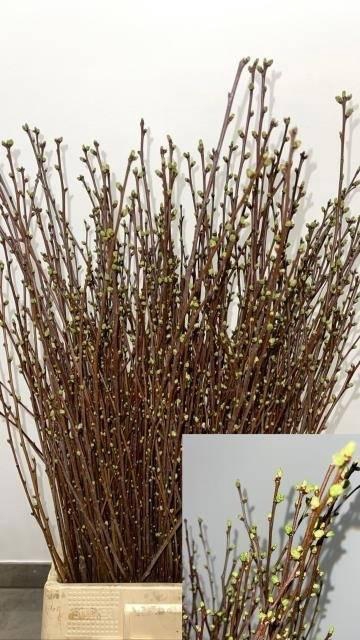 <h4>KIRSCHZWEIGE BUND</h4>