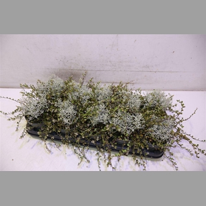 Leucoph Brownii