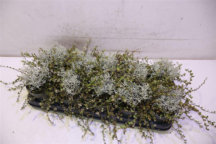<h4>Leucoph Brownii</h4>