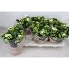 Kalanchoe Calandiva Whites