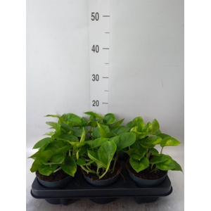 Epipremnum pinn. 'Global Green'