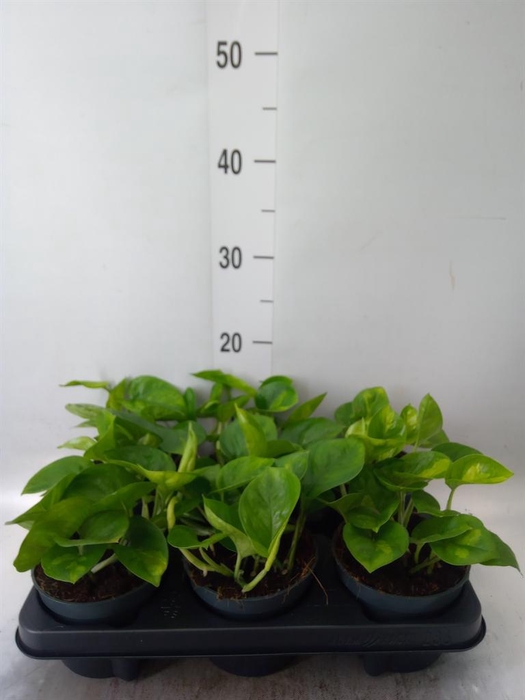 <h4>Epipremnum pinn. 'Global Green'</h4>