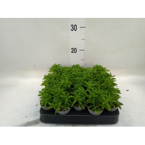 Peperomia