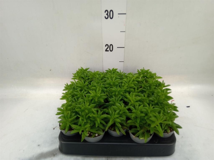 <h4>Peperomia</h4>