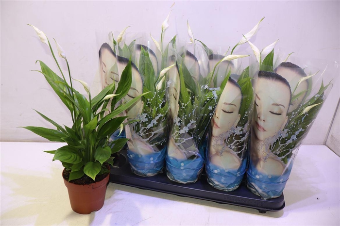 <h4>arr8 Spath Alana</h4>