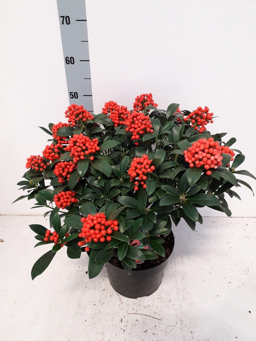 <h4>Pabella 23cm 10+ tros</h4>