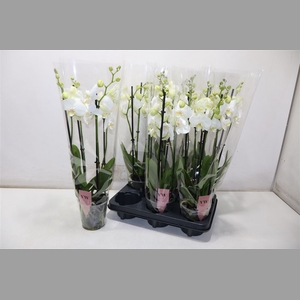 Phal An Inverness