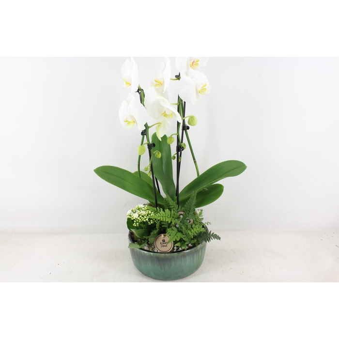 <h4>Arr2 Pl - Ker. Pot Verde Phal. 285/3</h4>