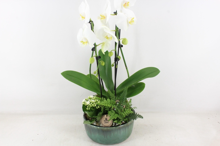 <h4>arr2 PL - Ker. pot verde Phal. 285/3</h4>