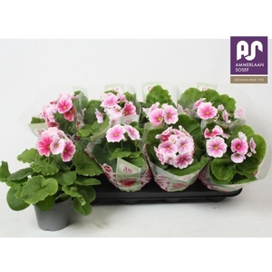 PRIM OB TM RED WHITE