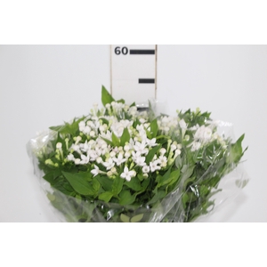 BOUVARDIA ELEGANCE BIANCA 050 CM