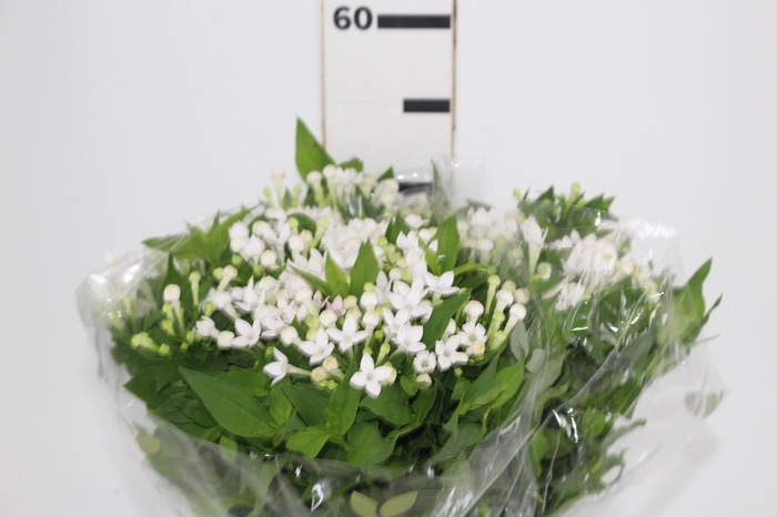 BOUVARDIA ELEGANCE BIANCA 050 CM