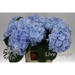 Hydrangea verena blue