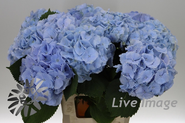 <h4>Hydrangea verena blue</h4>
