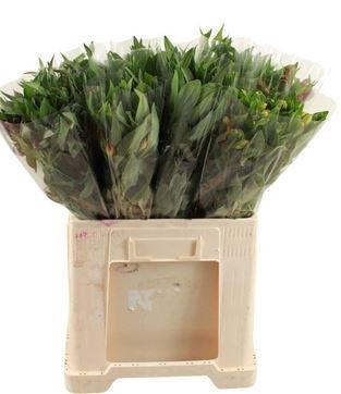 <h4>Alstroemeria Mix Select</h4>