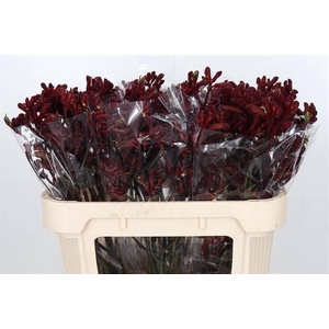 Anigozanthos Early Spring