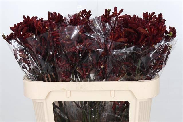 Anigozanthos Early Spring