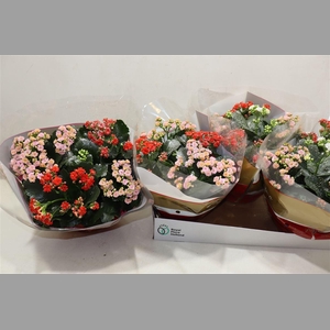 Kal Ge Gem In Pot + Silver Glitter