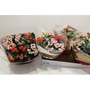 arr8 Kal Ge Gem In Pot + Silver Glitter