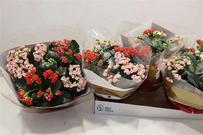 <h4>arr8 Kal Ge Gem In Pot + Silver Glitter</h4>