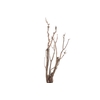 Syringa Branch Extra Meister