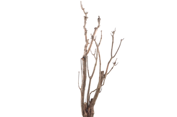 Syringa Branch Extra Meister