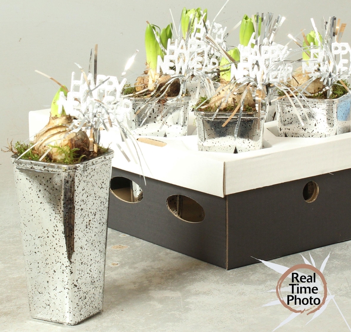 <h4>ARR HYACINTH</h4>