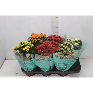 KALANCHOE DOBRADO P15
