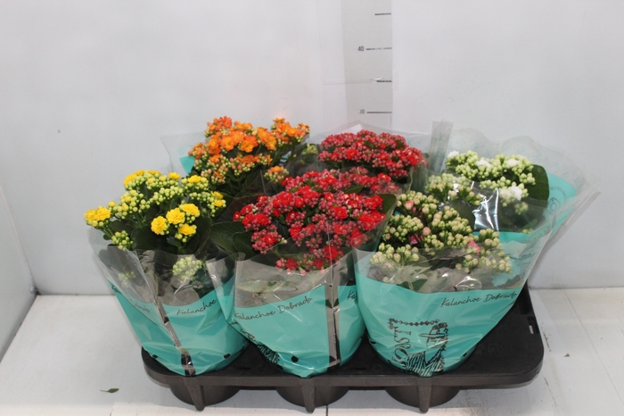 <h4>KALANCHOE DOBRADO P15</h4>