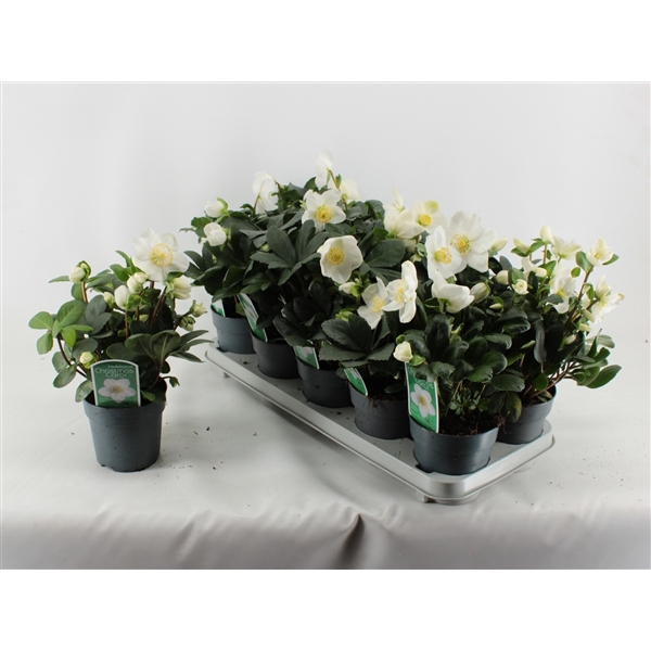 <h4>Helleborus Christmas Carol XL/XXL</h4>