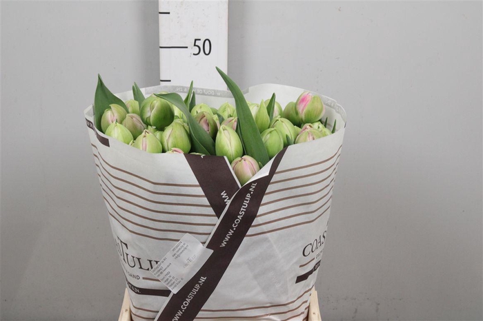 <h4>Tu Du Pinza</h4>