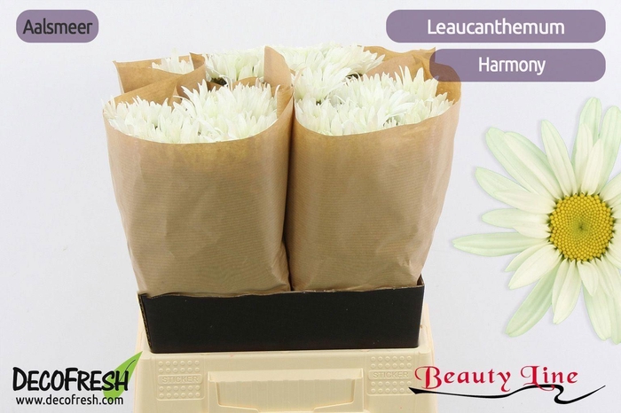 <h4>LEUCANTHEMUM S HARMONY</h4>