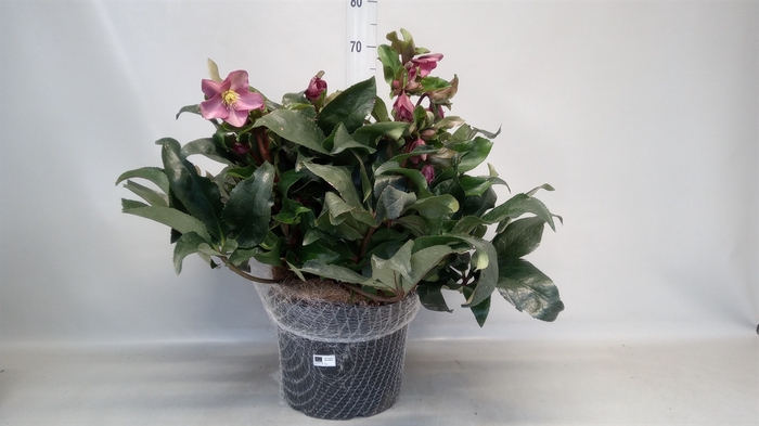 <h4>Helleborus  'Ice N Roses Red'</h4>