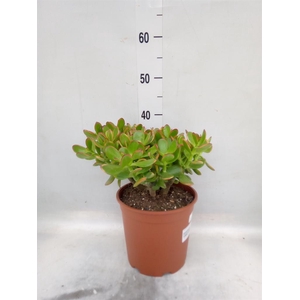 Crassula ovata 'Sunset'