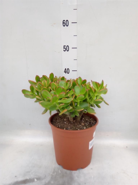 <h4>Crassula ovata 'Sunset'</h4>