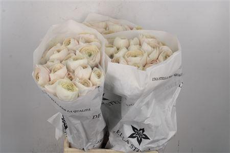 <h4>Ran Su Hanoi</h4>