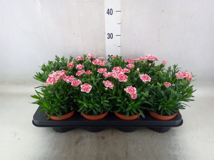 <h4>Dianthus  'Oscar White And Red'</h4>