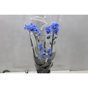 PHALAENOPSIS CASCATA P12 TINGIDA AZUL 3 HT
