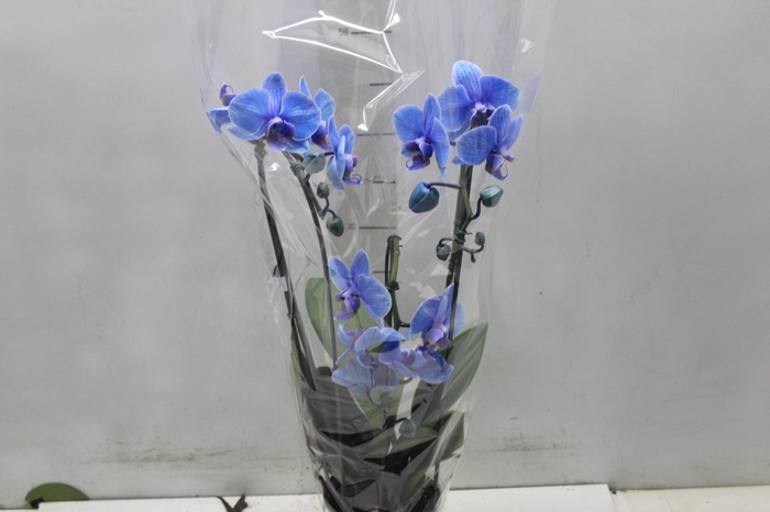 <h4>PHALAENOPSIS CASCATA P12 TINGIDA AZUL 3 HT</h4>