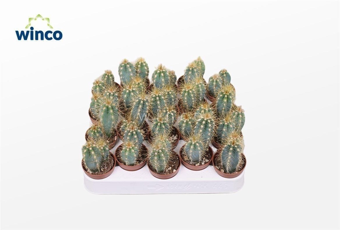 Pilosocereus Azureus