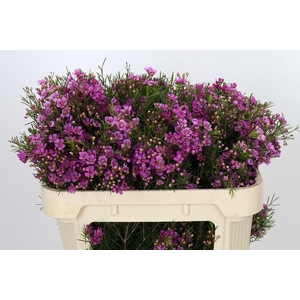 Chamelaucium Eden
