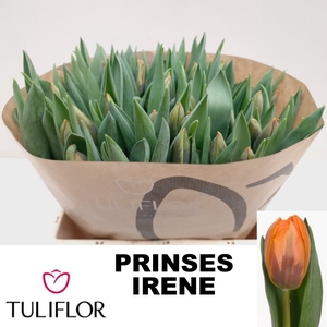 TU EN PRINSES IRENE