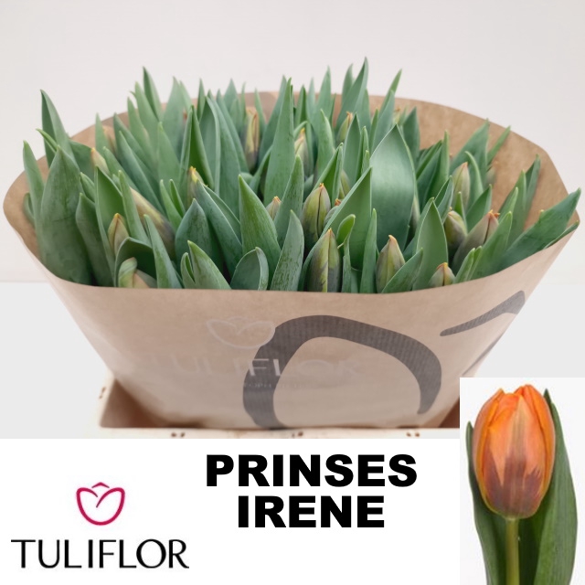 <h4>TU EN PRINSES IRENE</h4>