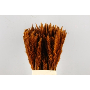 DF Pampas Silvy Bs Brown