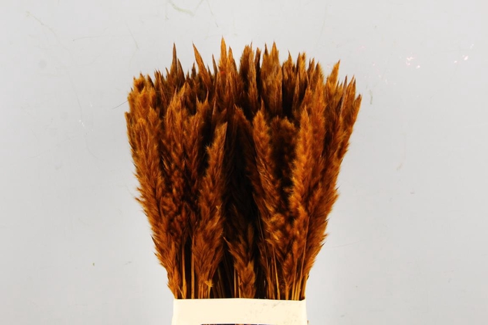 <h4>DF Pampas Silvy Bs Brown</h4>