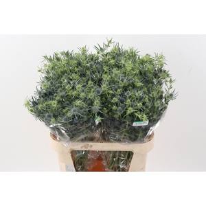 Eryng Blue Lagoon 75cm