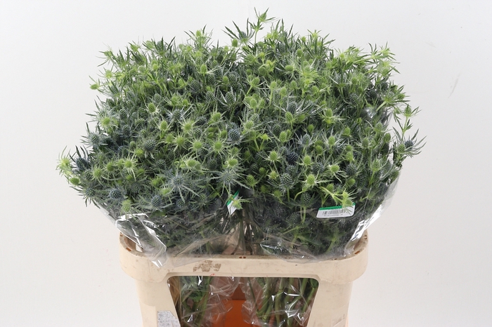 <h4>Eryng Blue Lagoon 75cm</h4>