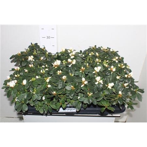 Rhodo Si Witte Vogel